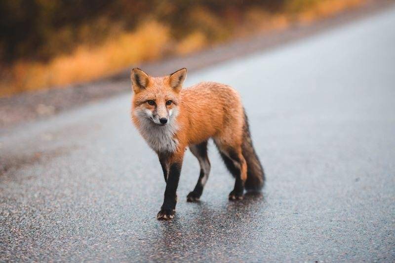 Vážení spoluobčané, v poslední době jsme zaznamenali několik hlášení o pohybu lišky na zahradách a v zastavěné části městyse Štoky. Liška obecná je běžným druhem volně žijící zvěře, který se dokáže přizpůsobit životu v blízkosti člověka a často vyhledává potravu v odpadu, kompostech nebo v okolí chovů drobných hospodářských zvířat. Jak se zachovat: • K lišce se nepřibližujte, nekrmte ji a nepokoušejte se ji odchytit nebo zahánět. • Děti a domácí zvířata mějte pod dohledem. • Zabezpečte popelnice, komposty a chovy drobných zvířat. • Nepřikrmujte volně žijící zvěř. Kdy kontaktovat příslušné orgány: Pokud liška vykazuje neobvyklé chování, například ztrátu plachosti, apatii, dezorientaci nebo agresivitu, kontaktujte neprodleně Krajskou veterinární správu (tel. +420 720 995 209), Policii ČR nebo Úřad městyse Štoky. Myslivecký spolek byl o situaci informován a výskyt lišky monitoruje.