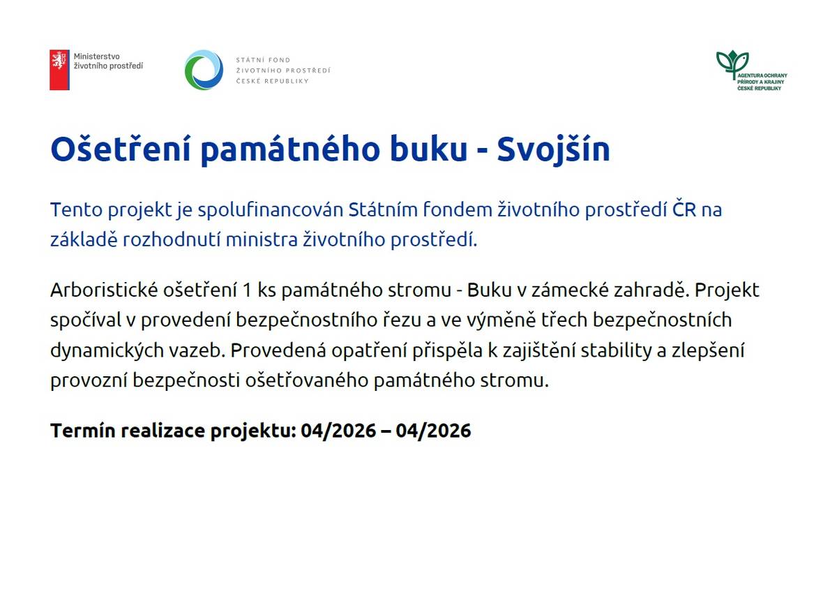 Arboristické ošetření památného buku v zámecké zahradě Svojšín zahrnovalo bezpečnostní řez a výměnu třech dynamických vazeb.