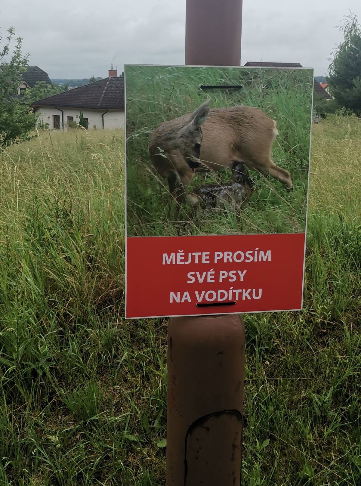 Prosíme jako každý rok o ohled na srnu, která má letos od předevčírem jedináčka a zde na louce Pod vinicí u lesa si ho asi rozmazlí. Mějte, prosím, své psy na vodítku!  Děkujeme. Helena a Jiří Ročkovi.