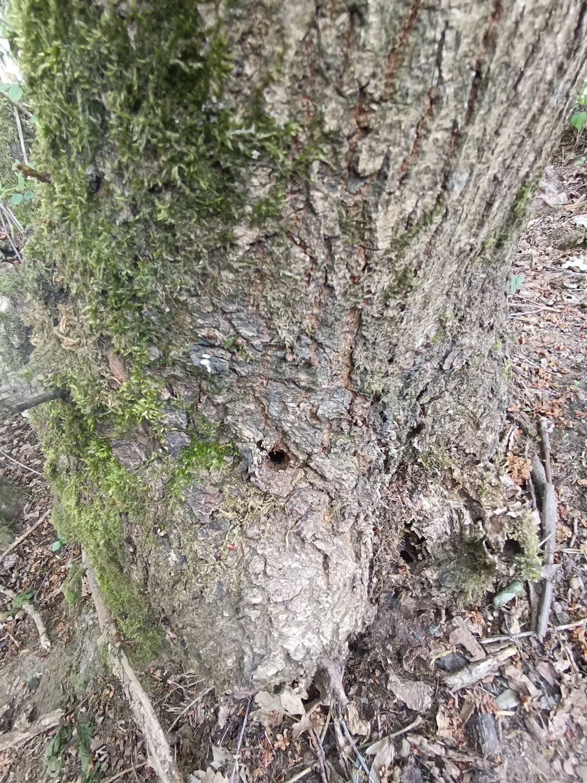 Při kontrole stromů na pozemku městyse bylo zjištěno jejich úmyslné poškození. Na kmenech byly nalezeny vyvrtané otvory se zbytky chemické látky, která pravděpodobně přispěla k jejich usychání. Upozorňujeme, že úmyslné poškozování dřevin je protiprávní jednání, za které hrozí vysoké pokuty, v závažných případech i trestní odpovědnost. Protože jde o první zaznamenaný případ, nebudeme jej zatím předávat Policii ČR. Chceme však dát jasně najevo, že o celé věci víme a podobné jednání nebudeme přehlížet. Máte-li problém se stromem ve svém okolí, obraťte se na úřad městyse. Řešení se vždy dá najít legální cestou. Nezapomeňte – na všechno se jednou přijde.