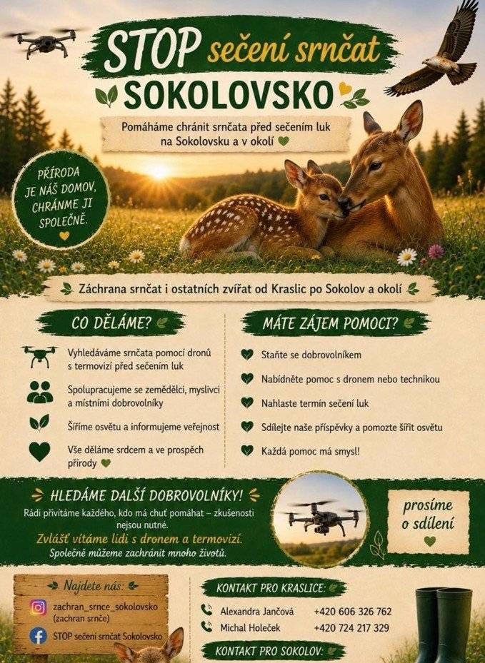 V těchto dnech probíhá období sečí luk a každoročně při nich hynou srnčata ukrytá ve vysoké trávě. Dobrovolníci, myslivci, zemědělci i lidé s drony se snaží těmto ztrátám předcházet včasným vyhledáváním mláďat před sečením.