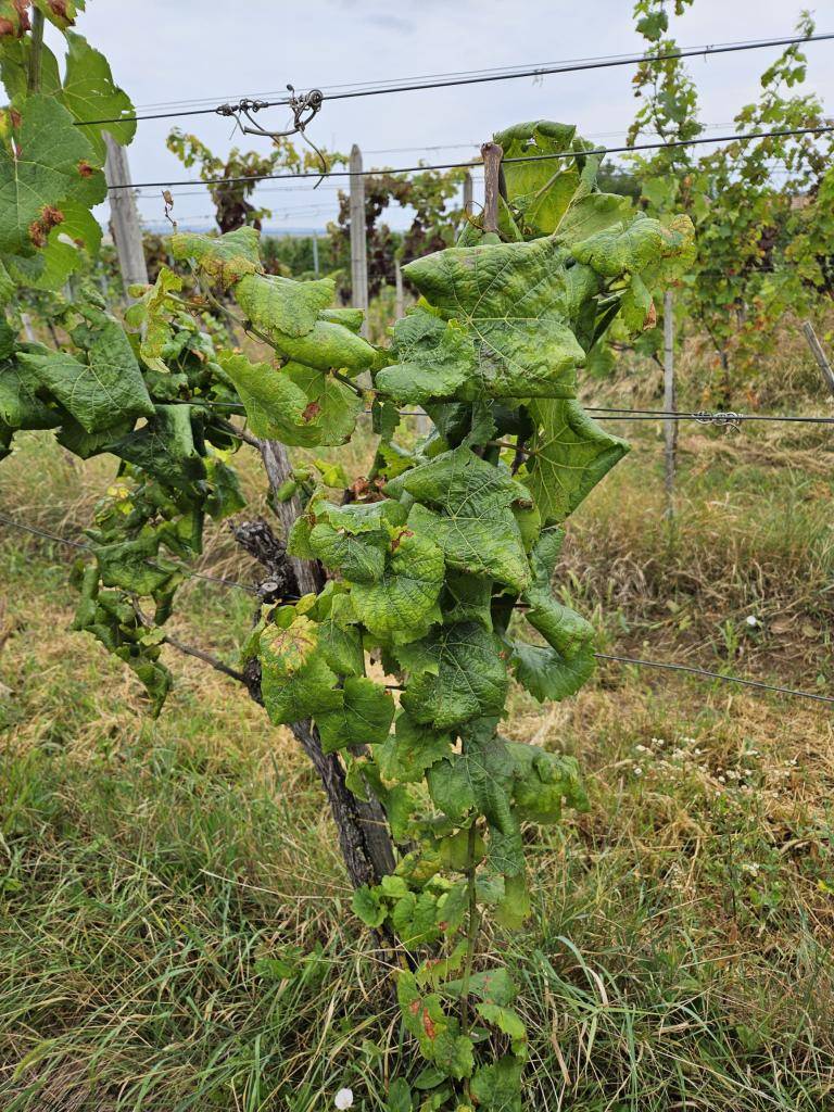 Oznam pre vinohradníkov