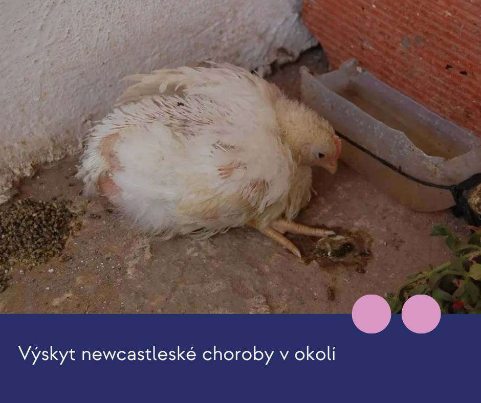 V obci Žabeň a Kozlovice byl potvrzen výskyt newcastleské choroby drůbeže. Jedná se o vysoce nakažlivé virové onemocnění drůbeže, které může způsobit vysoké ztráty v chovech. Z tohoto důvodu veterinární správa doporučuje všem chovatelům drůbeže a dalších ptáků chovaných v zajetí: - důsledně dodržovat hygienu a zásady biologické bezpečnosti v chovech, - zabránit kontaktu chované drůbeže s volně žijícím ptactvem, - po dobu následujících 30 dnů vypouštět drůbež pouze do ohraničených prostor/venkovních výběhů, - umístit krmivo a napájecí vodu pod přístřešky nebo do budov tak, aby nedošlo k jejich kontaminaci trusem volně žijícího ptactva. U kuřat se nemoc projevuje dýchacími potížemi, někdy i nervovými poruchami. Dospělá drůbež má vysokou horečku, nepřijímá krmivo, je netečná. Nemoc je doprovázena průjmem, nervovými poruchami, zmodráním hřebínku a lalůčků, sípavým dechem a prudkým poklesem snášky.  Pokud u své drůbeže zaznamenáte uvedené příznaky nebo zvýšené úhyny, neprodleně kontaktujte Krajskou veterinární správu pro Moravskoslezský kraj na tel. 596 781 911 nebo 720 995 203 a jednejte pouze dle jejich pokynu. Nemoc se běžně nepřenáší na člověka, ale může být pasivním přenášečem viru. Stejně postupujte i při nálezu zvýšeného úhynu volně žijících ptáků. Děkujeme všem chovatelům za zvýšenou opatrnost a dodržování doporučených opatření.