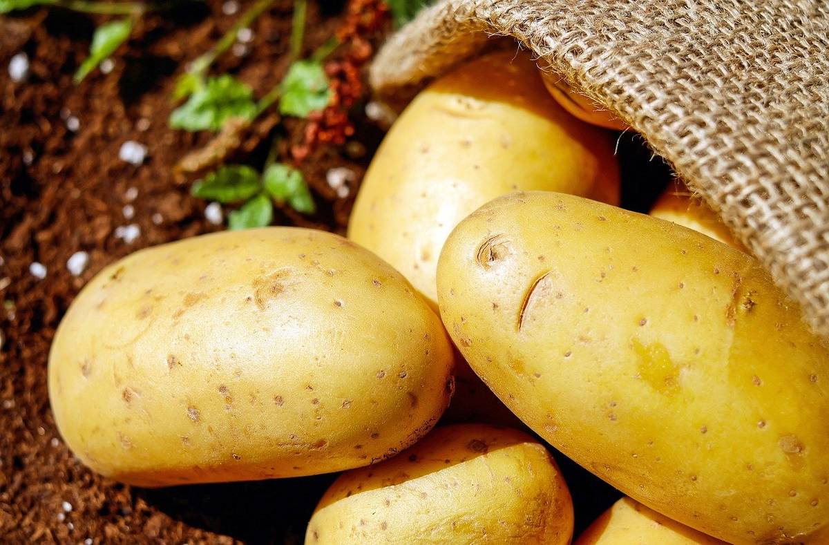 Firma JURIGA z Troskotovic bude v sobotu 20. 6. v 10:45 hodin u Jednoty prodávat rané brambory - cena 18 Kč za 1 kg, balení po 10 kg.