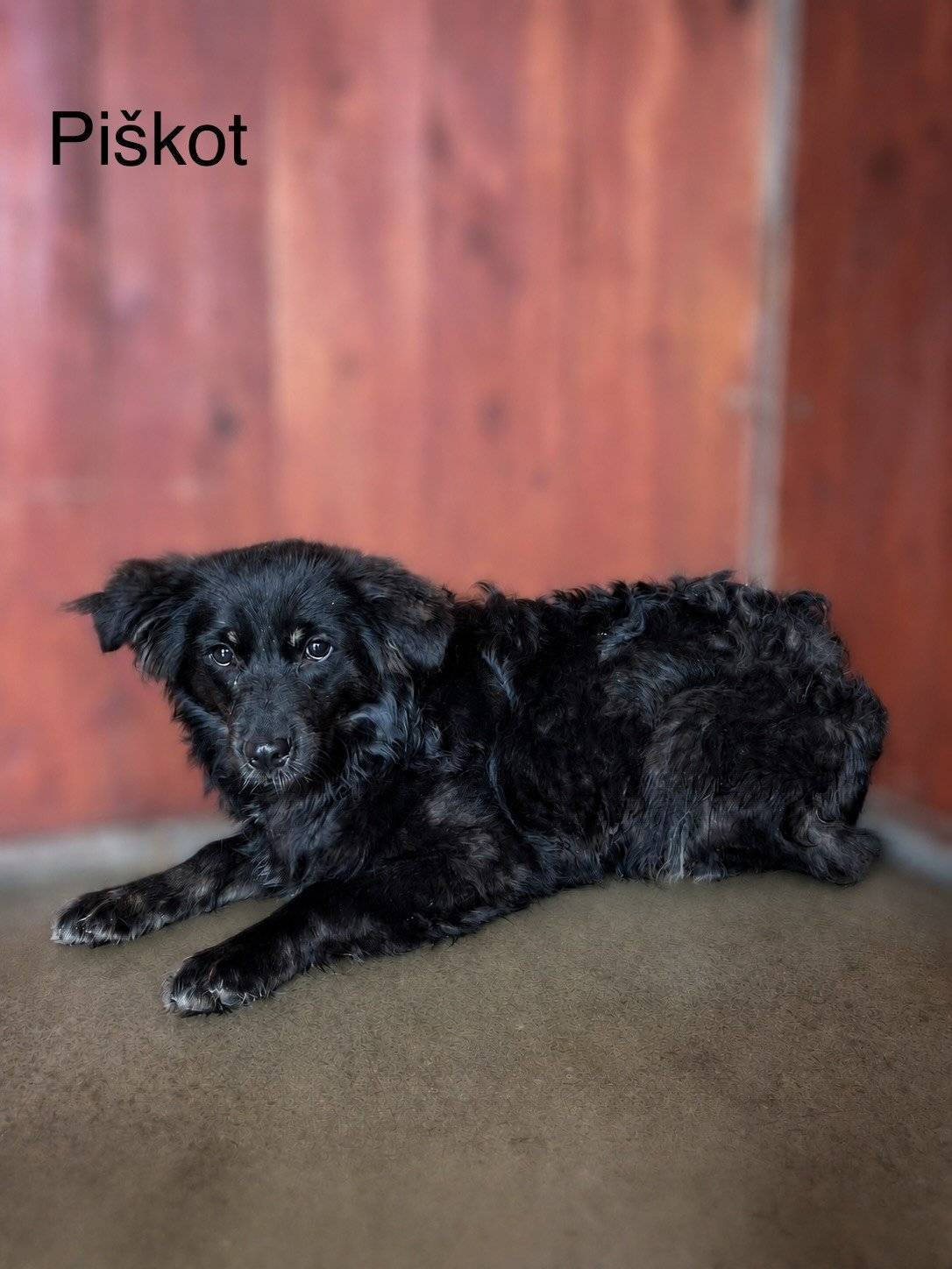 🐾 Představujeme vám Piškota, psího nalezence, který má hluboký pohled a jehož srdce by si zasloužilo zahřát lidskou láskou. Jedná se téměř ještě o štěně (odhadem 10–12 měsíců) a zatím není čipovaný a váží příjemných 11,8 kg, což z něj dělá skvělého parťáka menší až střední velikosti.  Zatím je trochu ustrašený a potřebuje k sobě tedy někoho, kdo mu ukáže, že mu od člověka nic nehrozí.  Co Piškot hledá? - přijetí a trpělivost - teplo domova a lásku - plnou misku - místo, kde si může zároveň užít ještě štěněcí léta...prostor pro zábavu a hravost jistě ocení Kde Piškota můžete hledat vy? 📍 aktuálně se Piškot nachází v útulku Voříškov  📞 kontakt na útulek:   723 149 929 voriskov@gmail.com