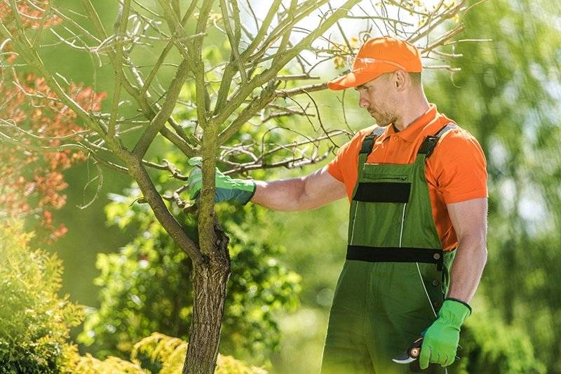 V pondelok 22.6.2026 sa bude v miestnej časti Štefultov vykonávať ošetrovanie líp – zdravotný rez a odstraňovanie imela.   Odstraňovanie imela je kľúčové pre dlhodobú perspektívu stromov. Ak sa imelo nechá nekontrolovane šíriť, môže viesť k výraznému oslabeniu alebo dokonca odumretiu stromu.   Arboristi používajú rôzne metódy na odstránenie imela a jeho haustórií, pričom je dôležité zabezpečiť, aby sa imelo už viac nevrátilo.   Medzi najčastejšie metódy odstraňovania imela patrí rez.     Lipa pri kaplnke sv. Floriána je podľa dendrologického posudku odporúčaná na výrub z dôvodu rozsiahleho napadnutia imelom a hniloby na báze kmeňa, ani po odstránení imela už nie je možné očakávať výrazné zlepšenie zdravotného stavu dreviny. Z uvedeného dôvodu bude v čase vegetačného pokoja drevina odstránená a nahradená novou.