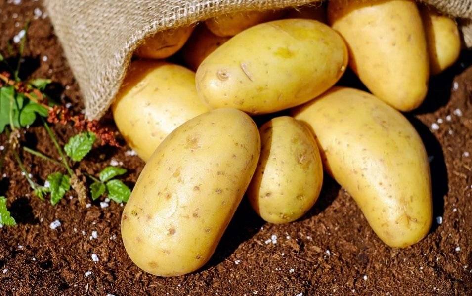 Firma JURIGA z Troskotovic bude ve čtvrtek 25. 6. v 13:30 hodin na prodejním místě prodávat rané brambory - cena 18 Kč za 1 kg, balení po 10 kg.