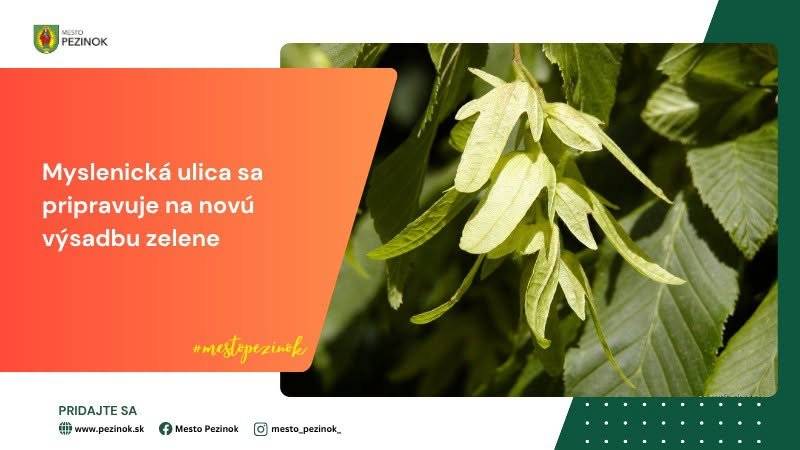 Na Myslenickej ulici 114 – 132 dnes od ranných hodín prebieha frézovanie pňov po odstránených stromoch. Práce sú súčasťou prípravy plochy pri hlavnej komunikácii na novú jesennú výsadbu. 🌳 Na tomto mieste bude vysadených 19 kusov hrabov obyčajných, kultivar Carpinus betulus ´Lucas´. Ide o druh vhodný do mestského prostredia, ktorý prispeje k zlepšeniu zelene v tejto lokalite. V minulom roku tu bolo odstránených 22 kusov inváznych javorov jaseňolistých. Tie budú nahradené plánovanou výsadbou drevín s vyššou ekologickou a estetickou hodnotou. 👍Cieľom mesta je postupne obnovovať zeleň a zvyšovať kvalitu verejného priestoru. Nová výsadba zároveň prispeje k tieneniu, zadržiavaniu vlhkosti a zlepšeniu mikroklímy. Projekt je spolufinancovaný z Bratislavskej regionálnej dotačnej schémy. Mesto Pezinok ďakuje obyvateľom za trpezlivosť počas realizácie prác.