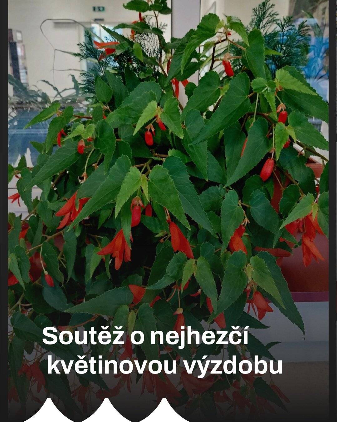 Máte krásné květiny na balkoně či za oknem? Jste parta lidí z jednoho bytového domu a zvelebujete si prostor před vchodem? Pak se přihlašte do naší soutěže a vyhrajte titul nejkrásnější výzdoby.Vyhlašujeme 4. ročník soutěže o nejhezčí květinovou výzdobu, do které se mohou přihlásit majitelé nebo uživatelé nemovitostí na území města Tachova a jeho osad (Bíletín, Malý Rapotín, Mýto, Oldřichov, Světce, Velký Rapotín, Vítkov a Vilémov).