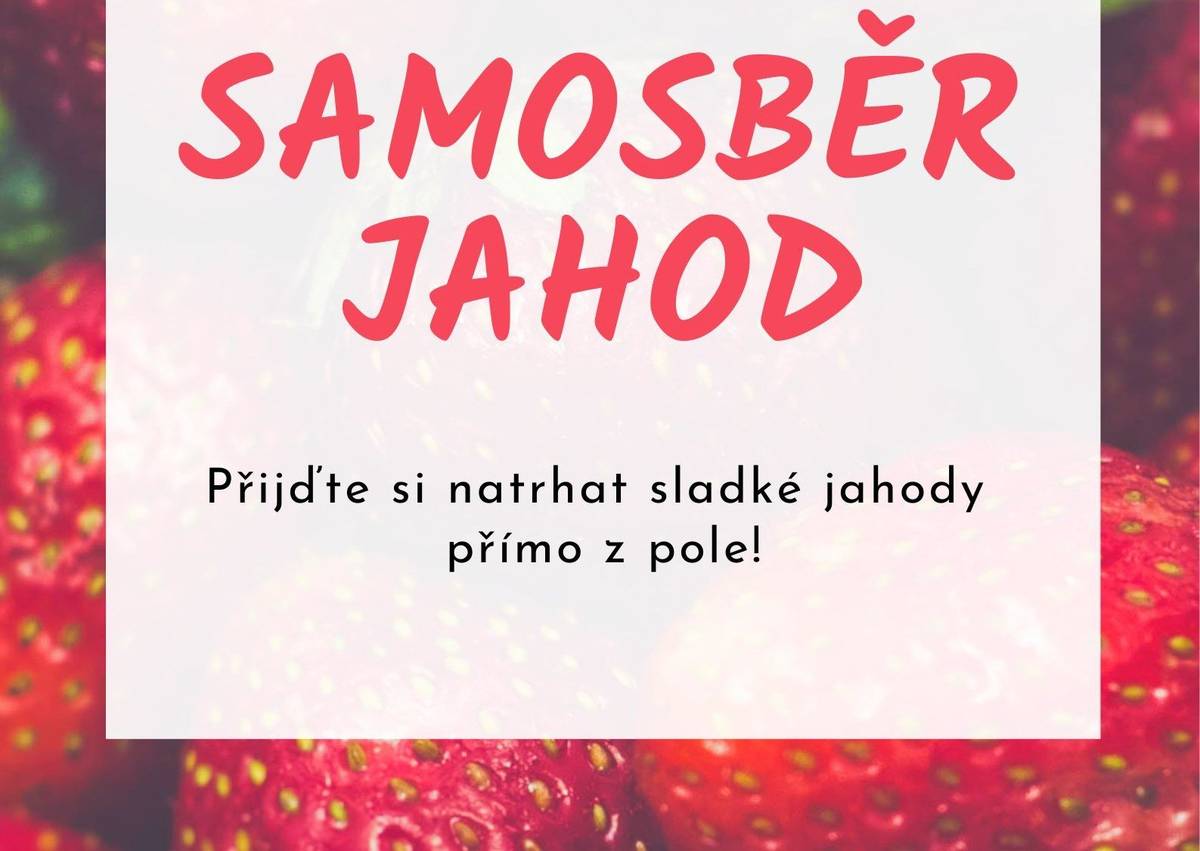 Ovocná školka Sobiňov u Ždírce nad Doubravou oznamuje, že samosběr jahod probíhá každý pracovní den od 7.00 do 15.30 hod a bude i v sobotu 27.6.2026 od 7.00 do 11.00 hodin. Cena 70 Kč/kg. Tel. 728 860 844 pan Petruželka