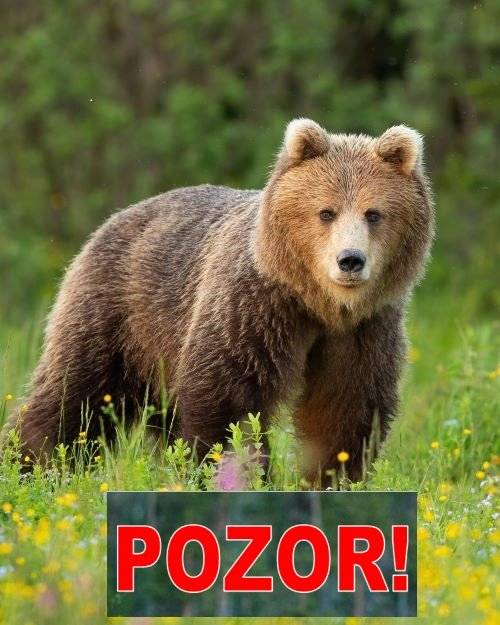 Vážení občania, Obecný úrad v Makove oznamuje, že v katastri obce (pri Porazisku smerom k osade Greguše) bol zaznamenaný výskyt medveďa hnedého. Vzhľadom na túto skutočnosť Vás žiadame o zvýšenú opatrnosť pri pohybe v prírode, najmä v lesných porastoch a na okraji obce. Odporúčania:  Vyhýbajte sa pohybu v lese za súmraku a v noci. Ak sa pohybujete v lese, robte hluk (rozprávajte sa, spievajte, používajte zvončeky), aby ste medveďa upozornili na vašu prítomnosť. Nenechávajte voľne pohodené potraviny a odpadky, ktoré by mohli medveďa prilákať. Majte na pamäti, že medvede môžu byť aktívne aj počas dňa. Pri stretnutí s medveďom zachovajte pokoj, pomaly ustupujte a neotáčajte sa chrbtom. Ak je to možné, vyhľadajte úkryt. Informujte obecný úrad o akomkoľvek pozorovaní medveďa.  Dôležité:  Prosíme, aby ste nepanikárili a dodržiavali uvedené odporúčania. Obecný úrad monitoruje situáciu a v prípade potreby bude informovať o ďalších opatreniach.  Ďakujeme za pochopenie a spoluprácu.