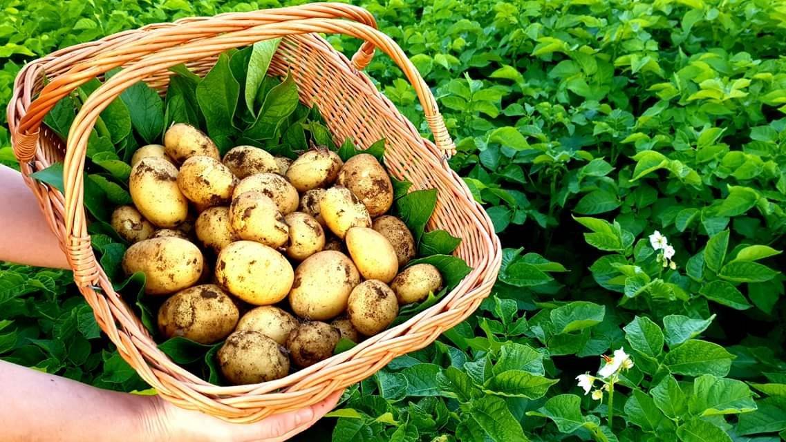 Prodejce Milan Kaštan z Dolních Heřmanic bude zítra na městečku od 8:30 prodávat brambory konzumní, velmi rané.  pytel 5 kg/80 Kč pytel 10 kg/155 Kč