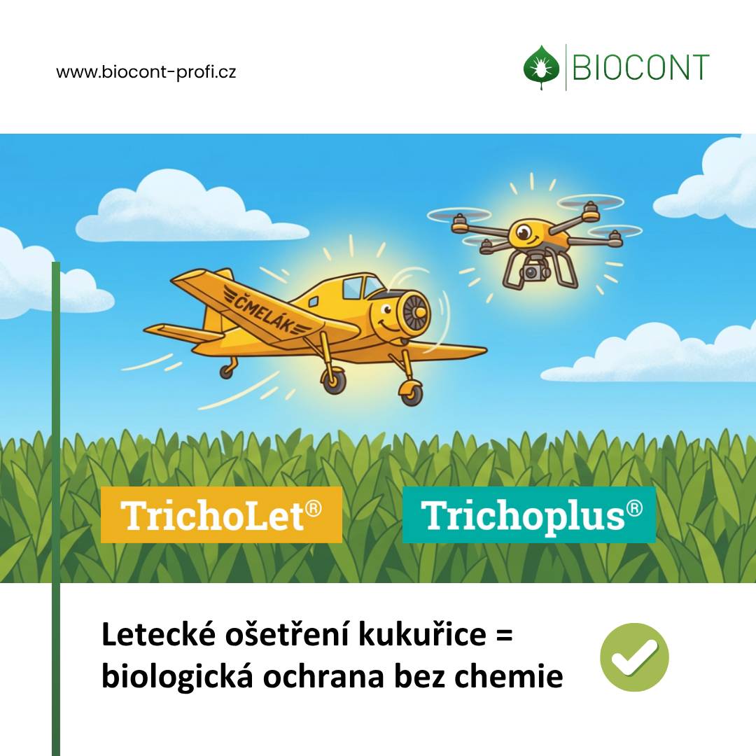 V těchto dnech může nad okolními poli v katastru obce proběhnout letecká aplikace biologické ochrany kukuřice. Co uvidíte? žluté letadlo „Čmelák“ moderní zemědělské drony 👉 Oba mají stejný cíl - šetrně chránit porosty proti škůdcům. „Starý známý“ Čmelák dnes spolupracuje s drony, které se dostanou i do hůře přístupných míst. Proč se to dělá? ochrana kukuřice bez zbytečné chemie podpora zdravější krajiny www.biocont-profi.cz Co se děje na polích ve vašem okolí? Dobré vědět: ✔ nejde o chemický postřik ✔ metoda je bezpečná pro lidi, zvířata i včely ✔ aplikace je řízená a pod kontrolou odborníků