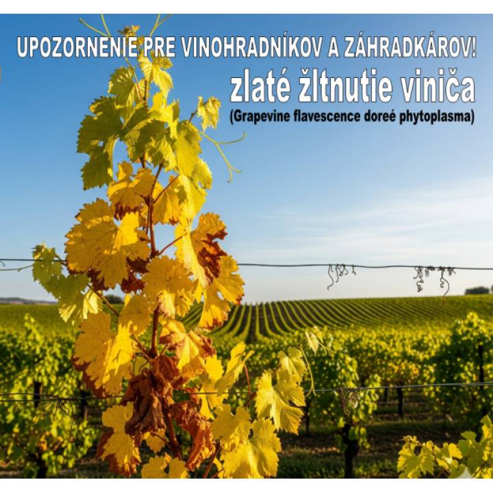 Zlaté žltnutie viniča (lat. Grapevine flavescence dorée) je vysoko nákazlivá a nevyliečiteľná karanténna choroba, ktorú spôsobuje fytoplazma. Na Slovensku predstavuje obrovskú hrozbu. Prenáša ju cicavý hmyz – cikádka viničová (Scaphoideus titanus).