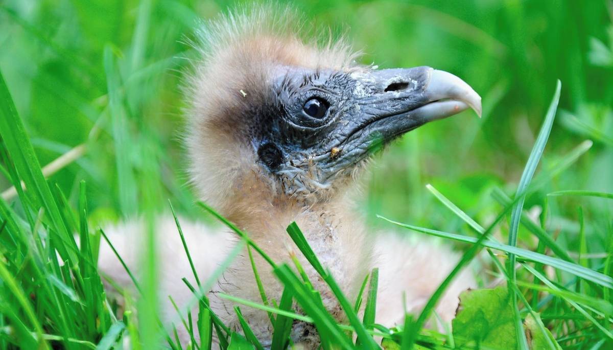 Zlín - Vzácná mláďata dvou druhů supů, tři zoologické zahrady a jeden společný cíl. Přesně takto by se dala popsat spolupráce Zoo Zlín, Zoo Ostrava a Zoo Praha při odchovu mláďat supa hnědého a supa mrchožravého. Právě díky spolupráci, úsilí a součinnosti odborníků všech tří institucí dostalo hned několik mláďat šanci na život a s velkou pravděpodobností budou vypuštěna do volné přírody. V současné době právě supi patří mezi nejohroženější ptačí druhy na světě.