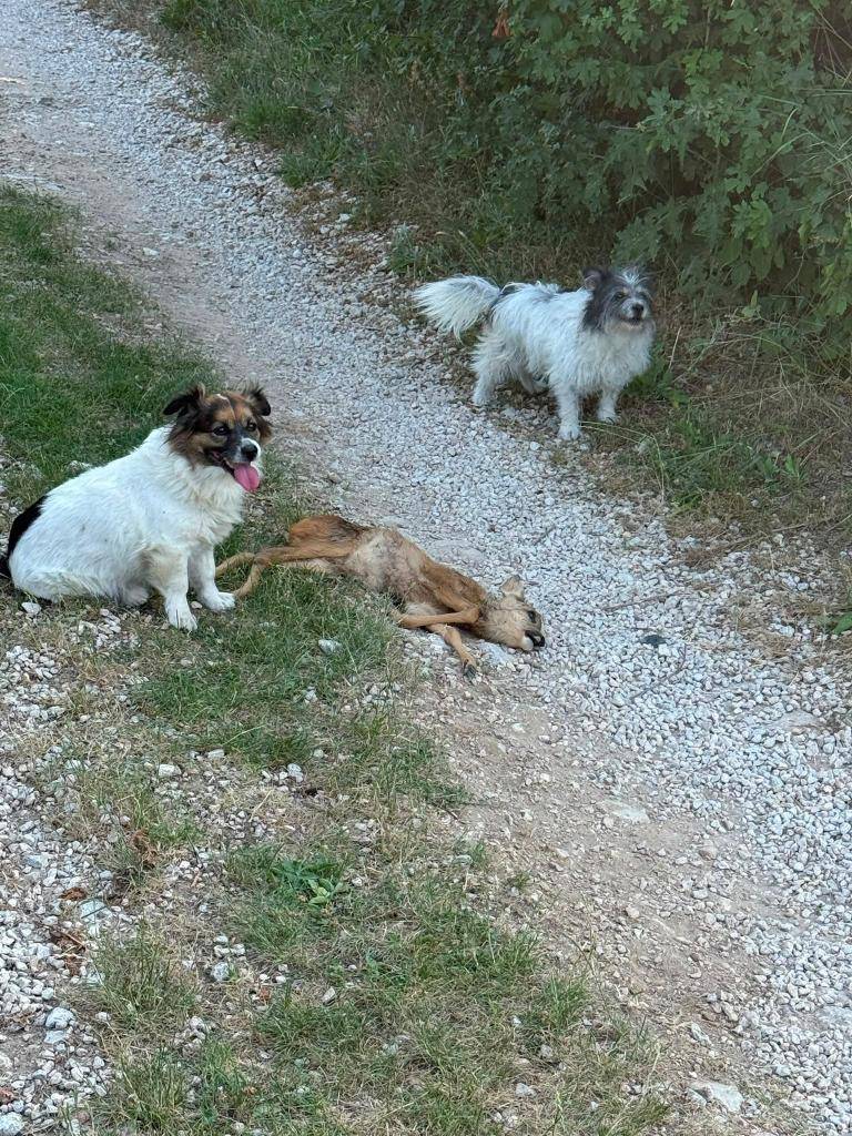 Vážený občan, návštevník lesa / Vážení majitelia psov,    Dôrazne vyzývame majiteľov psov, aby zabránili voľnému pohybu svojich zvierat vo voľnej prírode a v lesných porastoch.   Dôvodom sú množiace sa prípady vážnych útokov psov na voľne žijúcu zver.     Ďakujeme za pochopenie!