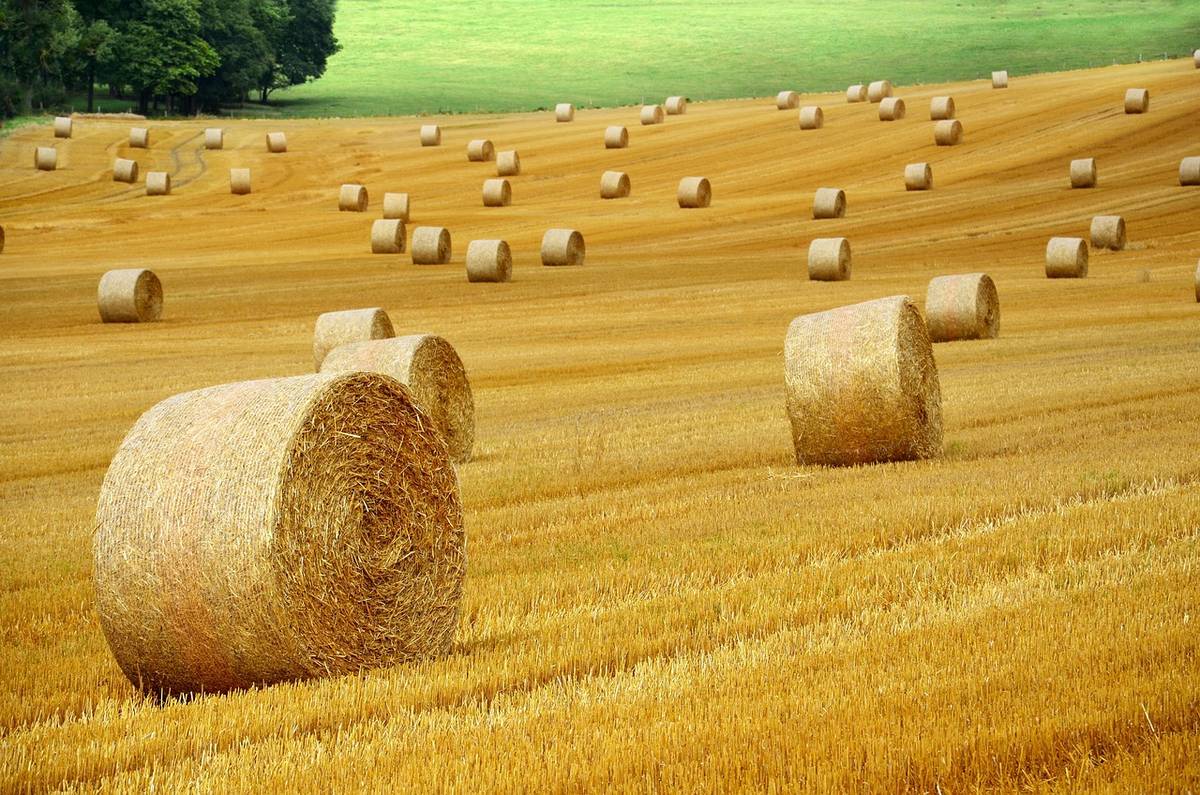 Agronet  Nesovice, družstvo oznamuje, že bude ve čtvrtek dne 2.7.2026 na obecním úřadě v Milonicích vybírat peníze za záhumenky, obilí a balíkovou slámu a to v době od 8:00-8:45 hod.