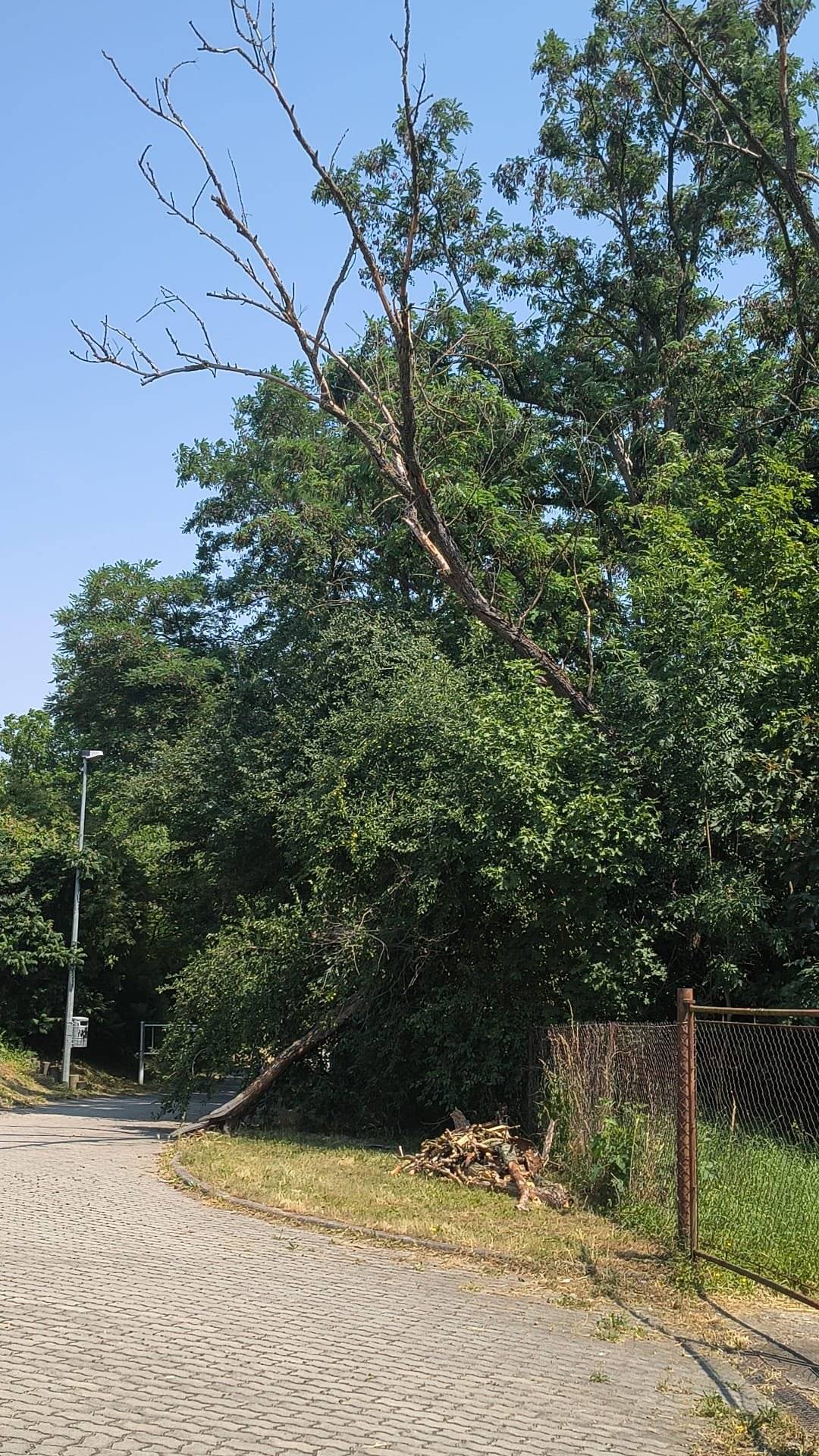 V ulici V Obůrkách je rozlomený suchý strom. Strom roste na pozemku, který není ve správě městské části. Úřad Městské části Praha-Vinoř vyzval majitele pozemku, aby zajistil provozní bezpečnost stromů na svém pozemku. Doporučujeme místem procházet opatrně, případně se místu vyhnout, zejména při větrném počasí. Pracovníci městské části prostor vyznačili výstražnými páskami.