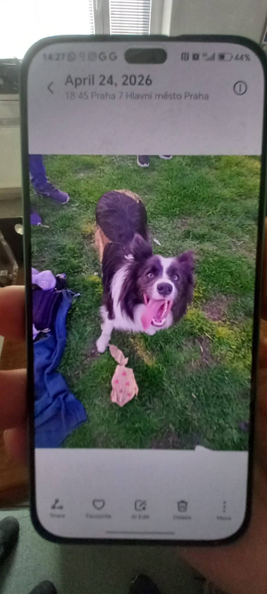 Border kolie, slyší na jméno Brona, ztratila se z Kamenné Horky 10, majitel John Coomer tel. 773 936 888