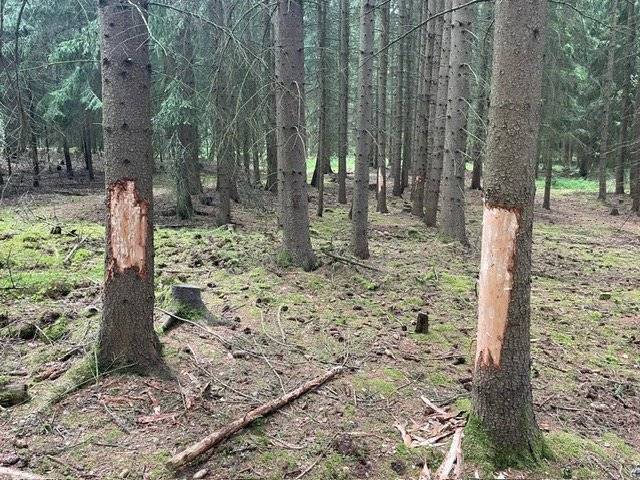 V posledních dnech došlo na území obce k několika případům hrubého vandalismu. Našim prvotním zájmem je takové chování zastavit a zamezit škodám na majetku. Všechny skutky byly předány Policii ČR k dalšímu šetření. Prosíme všechny, kteří byli svědky těchto událostí nebo mají jakékoli informace vedoucí k dopadení pachatelů, aby kontaktovali Policii ČR na telefonním čísle 158 nebo Obecní úřad Kolová. Jedná se o poškození sezení mezi Kolovou a Hájemi, poškození vzrostlých stromů v lese - směr Pila a další. Budeme rádi za každou informaci. Děkujeme za spolupráci.