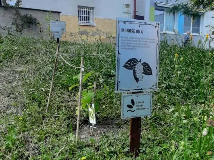 Ve čtvrtek 25. června se v areálu ekocentra SEVER uskutečnil slavnostní křest nové výukové zahrady. Její vznik podpořil dotací Ústecký kraj. Díky ní bylo možné realizovat výsadbu stromů a vytvořit zázemí pro environmentální vzdělávání.  Zahrada bude primárně využívána pro ekologické výukové programy pro mateřské školy. Prostory poslouží také během příměstských táborů a dalších vzdělávacích aktivit ekocentra. V budoucnu budou využívány i pro komunitní akce. Nová zahrada obsahuje vyvýšené záhony s ovocem a zeleninou, bylinkovou část určenou k poznávání léčivých a aromatických rostlin, části s nově vysazenými ovocnými stromky a keři, divoký přírodní koutek podporující biodiverzitu nebo jezírko jako důležitý kout pro drobné živočichy a místo pro pozorování přírody. Na zahradě se také nacházejí hmyzí domky, úkryty pro ježky, ptačí budky a další přírodní stanoviště, která poskytují zázemí užitečným druhům. „Celou zahradou návštěvníky provází interaktivní naučný kvíz, který připravili lektoři ekocentra. Umožňuje dětem i dospělým poznávat jednotlivé části zahrady zábavnou formou. Návštěvníci si díky němu mohou projít celou zahradu a dozvědět se více o pěstování, přírodě a ekologii,“ uvedla Kristýna Kalendová z ekocentra SEVER. Zahrada byla vytvořena především pro práci s dětmi. Pro ekocentrum je velmi důležité šířit osvětu o šetrném a funkčním pěstování. Velký důraz je kladen také na téma potravinové soběstačnosti. „Chceme, aby děti věděly, že si mohou vypěstovat vlastní jídlo i na malém prostoru, například na balkoně či zahrádce. Zároveň chceme ukázat, že pěstování není složité, pokud člověk rozumí základním principům a přírodním souvislostem,“ dodala Kristýna Kalendová. Na péči o nově vysazené stromy vznikl program patronů, do kterého se zapojili jednotlivci i jejich rodiny. „Patroni převzali symbolickou péči nad vysazenými stromy a podpořili jejich následnou údržbu. Díky jejich zájmu a podpoře získala zahrada nejen finanční pomoc, ale také silný komunitní rozměr. Za to jim patří velké díky,“ uzavřela Kristýna Kalendová s tím, že mezi více než desítkou patronů jsou například místostarostové města Jiří Adámek s Petrem Panašem. Společnosti Mondi Štětí a Nadační fond Zeměkvět dále finančně podpořily v areálu ekocentra výstavbu nového altánu, který bude sloužit jako venkovní učebna pro ekologické programy, zázemí pro příměstské tábory a místo setkávání při komunitních akcích. {gallery}02026/sever_vyukova_zahrada{/gallery}