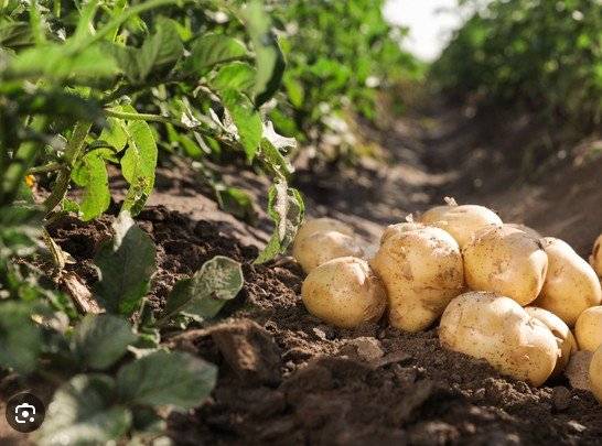 Od soboty 4.7., bude zahájen prodej brambor u Peřinu v Hluboké. Cena 18 Kč/1 kg.