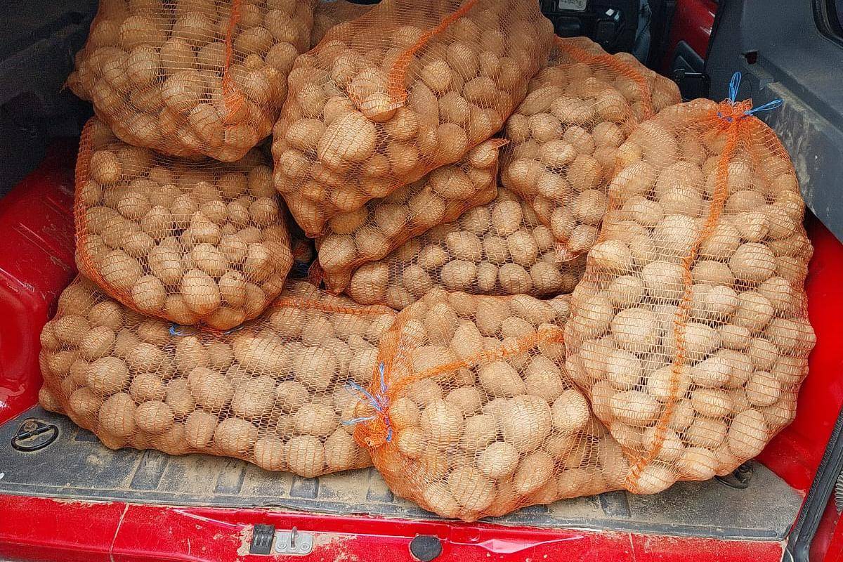 Ovospol Belák bude prodávat  brambory z Mikulova 1. jakosti za 16,- Kč/kg, a cibuli za 20,- Kč/kg 1.7.2026 od 11:15 hod. před OÚ.