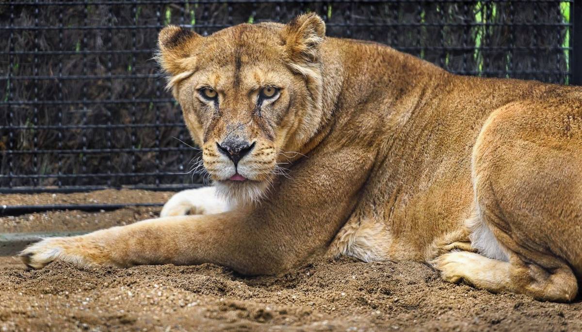 Zlín - Zoo Zlín dnes v Záchranném a chovném centru lvů rozběhla připravované změny ve složení lví skupiny, které pomohou zabavené lvici Else s adaptací na nový domov. Všechny změny spojuje jeden cíl – welfare zvířat je pro zlínskou zoo prioritou, zvířatům chce dopřát co nejlepší podmínky pro jejich další život.