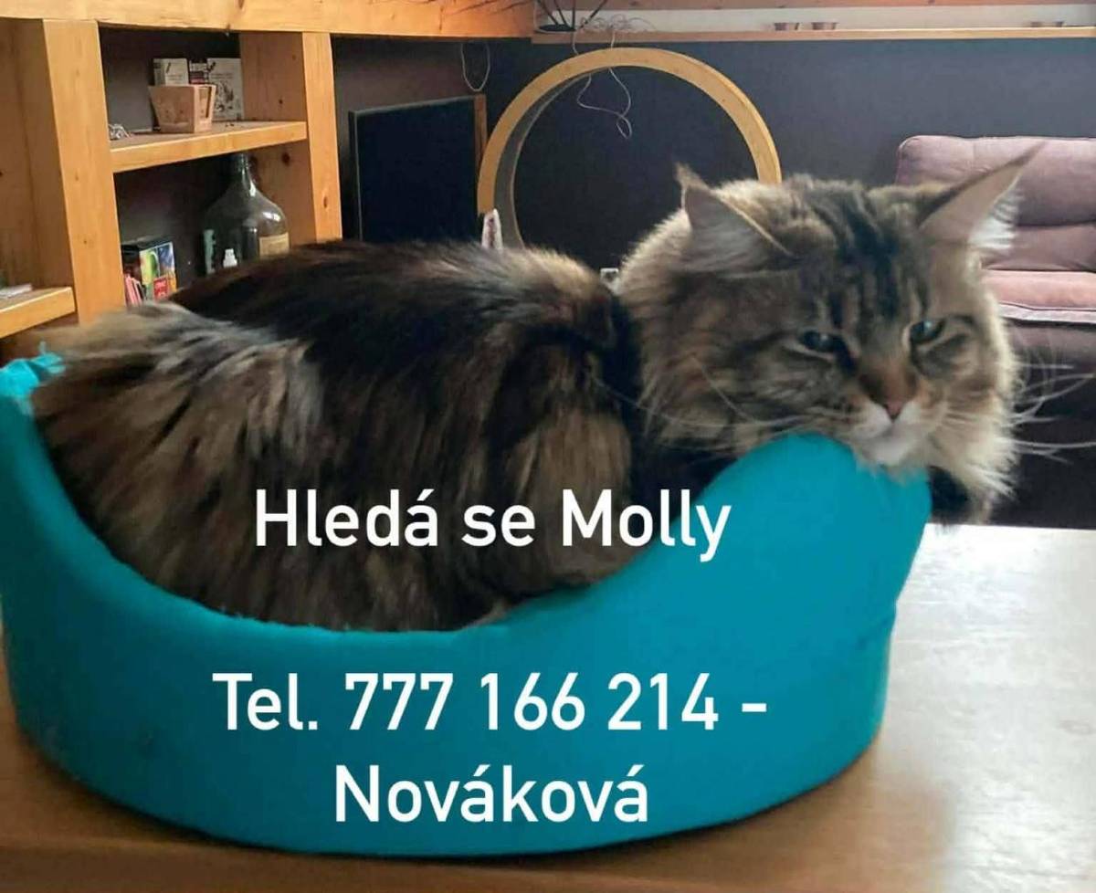 Mainská mývalí, hnědé barvy.... jméno Molly tel 777166214