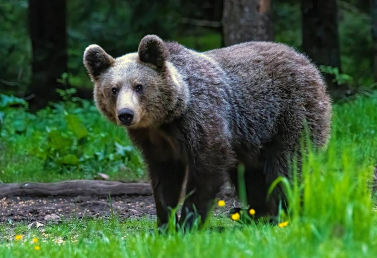 V okolí našej obce bol zaznamenaný výskyt medveďov. Občania sú vyzvaní na zvýšenú opatrnosť.