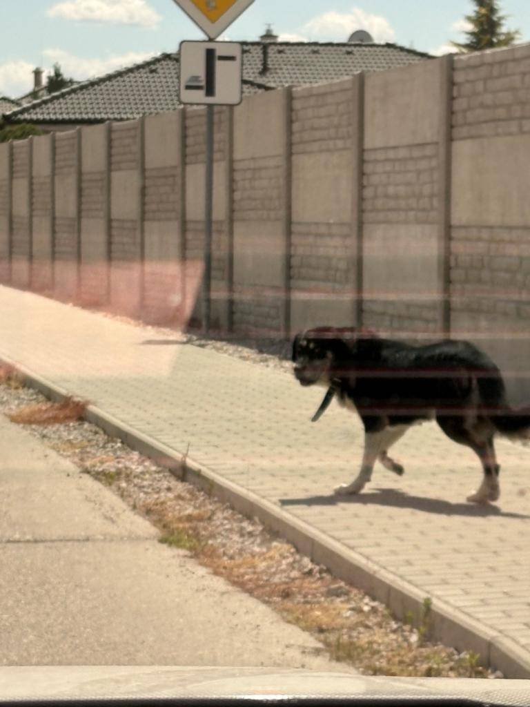 Kóbor kutya -zatúlaný pes
