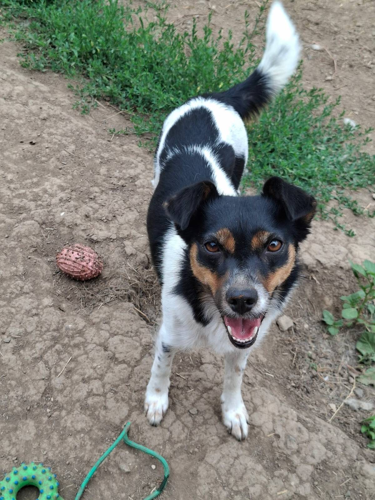 Majiteľka hľadá psíka. Volá sa Zuri. Ak by ho niekto videl, kontaktujte tel. 0940249447