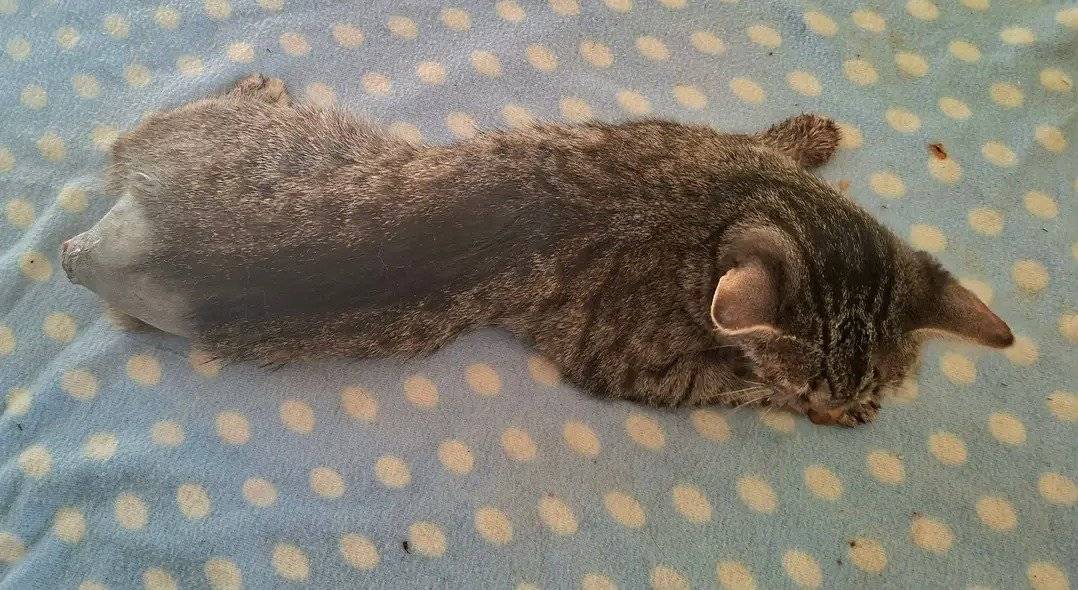 Hledá se majitel kočičky (asi loňské podzimní kotě), která byla nalezena zraněná vozidlem poblíž pomníku padlých v Krahulčí. Je po veterinárním ošetření. Kontakt: 602 837 650. Foto v příloze.