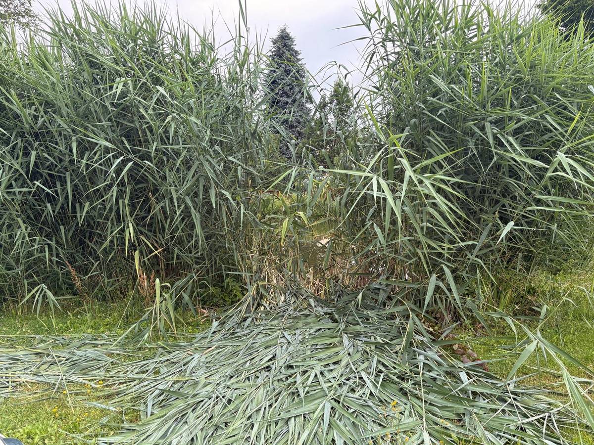 Vážení občané, včera v odpoledních až večerních hodinách došlo u obecního rybníka k poničení části rákosí a také leknínů, které byly těsně před rozkvětem. Je mi z toho opravdu smutno. O obec se společně staráme, investujeme čas i peníze do toho, aby byla hezká a příjemná pro všechny. O to víc zamrzí, když někdo během chvilky zničí něco, co příroda vytvářela dlouhé měsíce. Pokud se jednalo o neuvážený čin dítěte nebo mladého člověka, prosím rodiče, aby si s ním o celé věci promluvili. A pokud tento příspěvek čte přímo ten, kdo to udělal, měl by vědět, že největší odvaha není něco zničit, ale přiznat se. Nikdo není neomylný. Pokud se nám dotyčný nebo jeho rodiče ozvou, budeme si vážit upřímnosti a budeme hledat rozumné řešení. Prosím všechny, pomáhejme chránit to, co společně budujeme. Byla by velká škoda, kdyby naše obec přicházela o svou krásu kvůli podobným událostem. Děkuji, Věra Nedvědová, starostka obce.