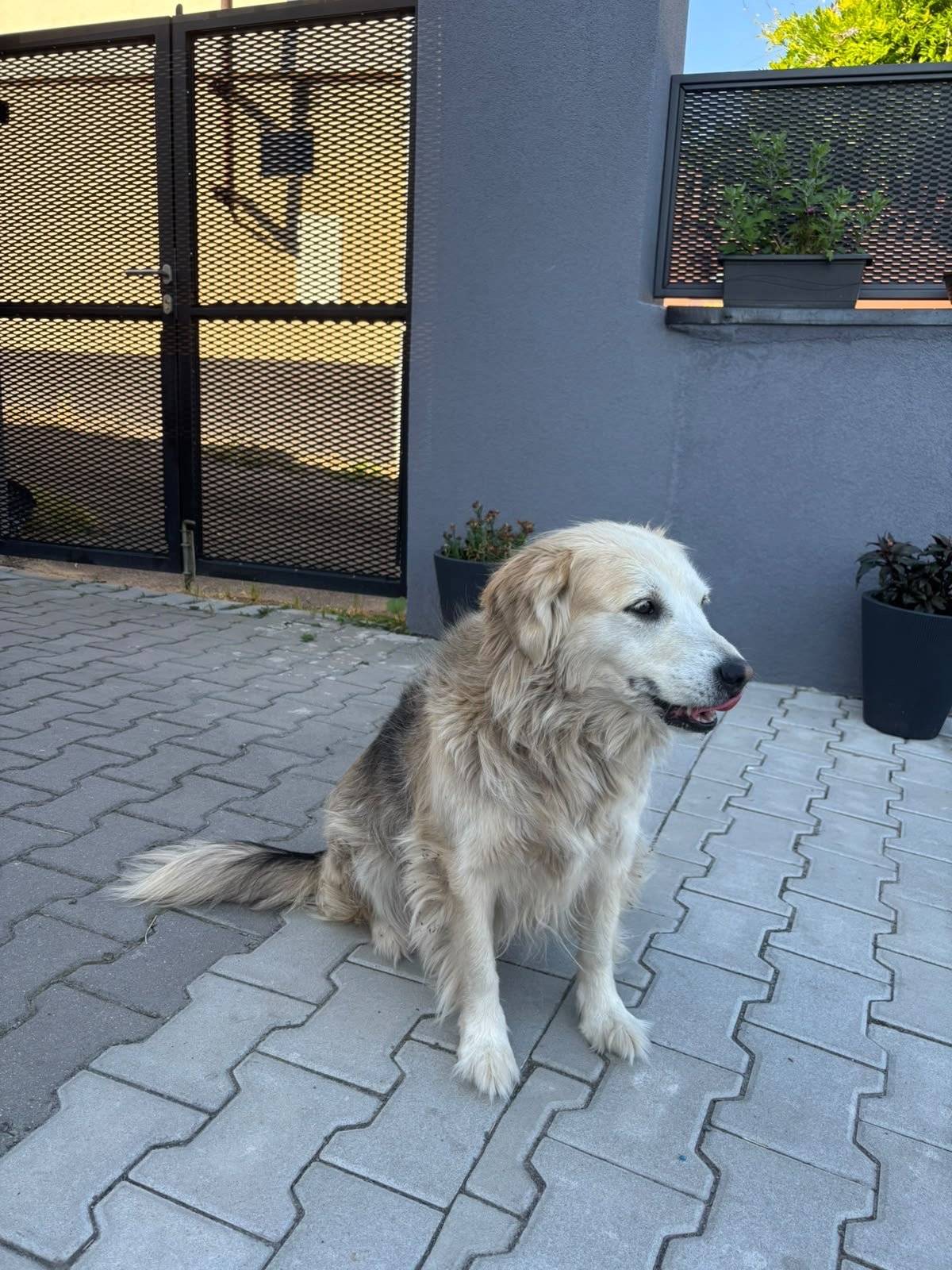 Našel se středně velký pes v ulici Postranní. K vyzvednutí na adrese Postranní 19.