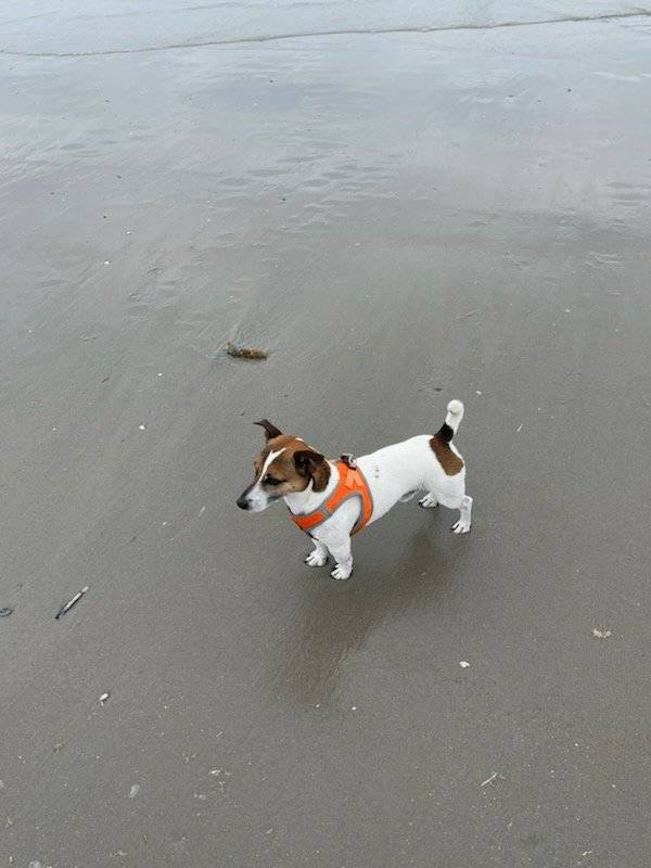 Ztracený pes, rasa Jack russel, slyší na jméno LUKAS. V případě, že byste jej viděli či odchytli volejte majiteli na tel.č. 603 164 271