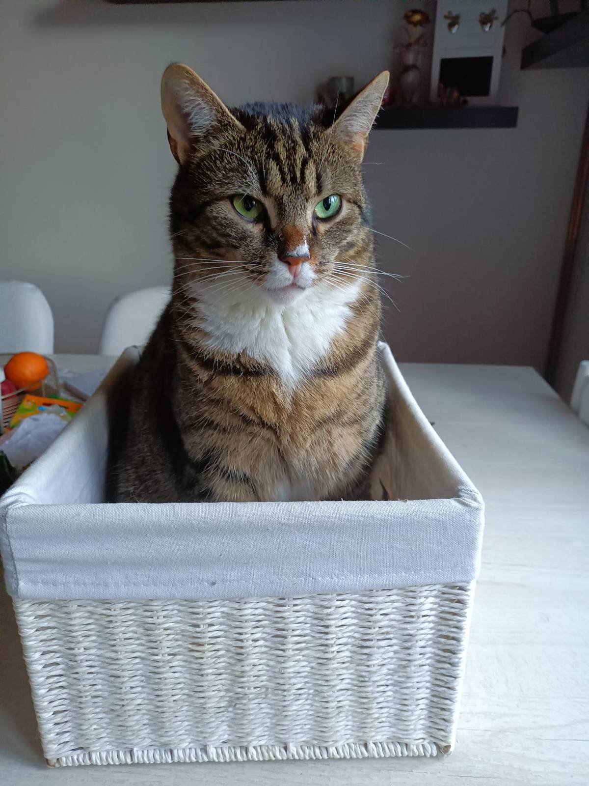 🔎 Hledá se kocourek Tadeáš! 🐾 Kocourek Tadeáš se již několik dní nevrátil domů, což pro něj není vůbec obvyklé, protože je zvyklý být pravidelně doma. Pokud jste ho někde viděli nebo máte jakékoliv informace o jeho pohybu, neváhejte se prosím obrátit na telefonní číslo 602 971 912 nebo přímo na kontakty obce. Za jakékoliv informace a sdílení děkujeme my i majitelé.