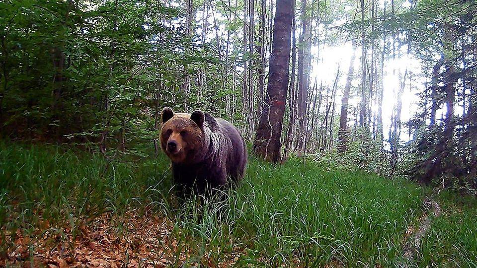 V dôsledku enormne vysokého počtu medveďov, zmien ich správania a strata plachosti pred ľuďmi vzniklo vysoké riziko ohrozenia zdravia a ľudských životov. Problémové medvede prenikajú do intravilánov miest a obcí v blízkosti ľudských domovov.