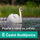 Kočičí mor se snadno šíří a hubí naprostou většinu nakažených koček. Ochranu zajistí očkování