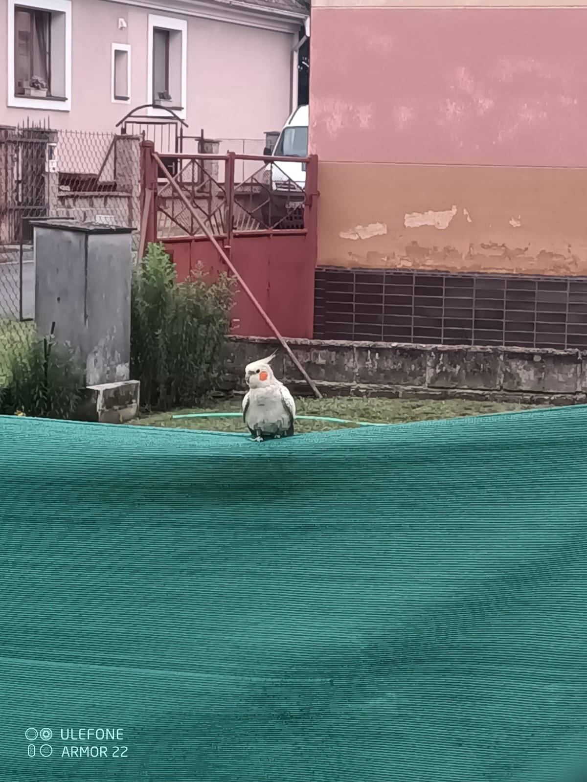 V okolí ulic Dlouhá × Třeboradická byla dnes spatřena korela. Pokud ji někdo hledá, byla viděna v této lokalitě. Přikládám fotku pro snadnější poznání.