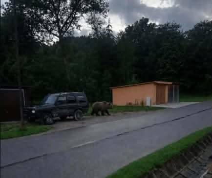 Obecný úrad Oravské Veselé upozorňuje občanov na zvýšenú opatrnosť. V sobotu ráno bol priamo v zastavanom území obce (v intraviláne na Vyšnom konci) videný medveď hnedý.