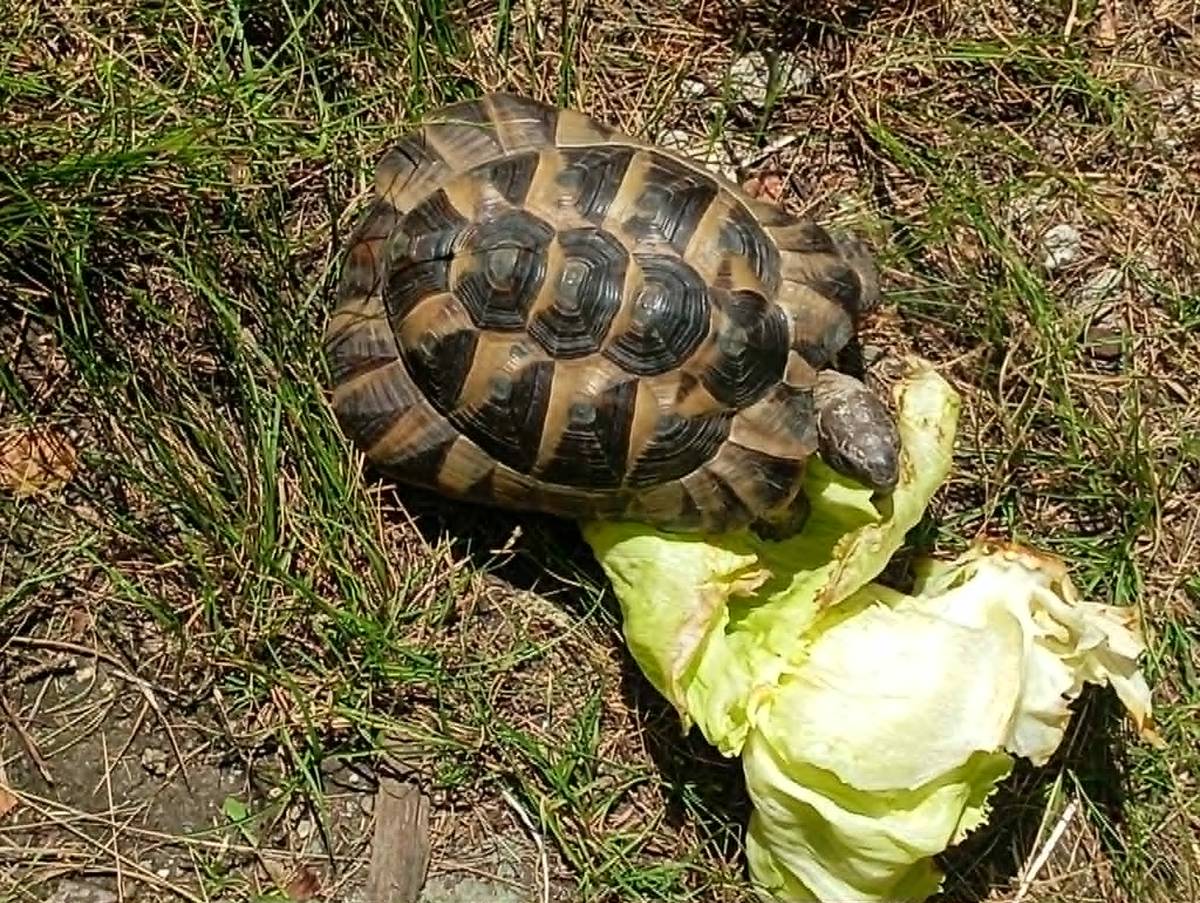 Na hranicích Hejnic a Bílého Potoka se pohybuje suchozemská želva, která přišla na zahradu kdoví odkud. Hledáme jejího majitele, který by si ji vyzvedl na adrese Bílý Potok 117 do zítřejšího rána, než půjde svou cestou. Děkujeme za předání dál. Stejně tak se mohou případně ozvat zájemci o nového domácího mazlíčka, když by se majiteli zahrady neozval majitel.