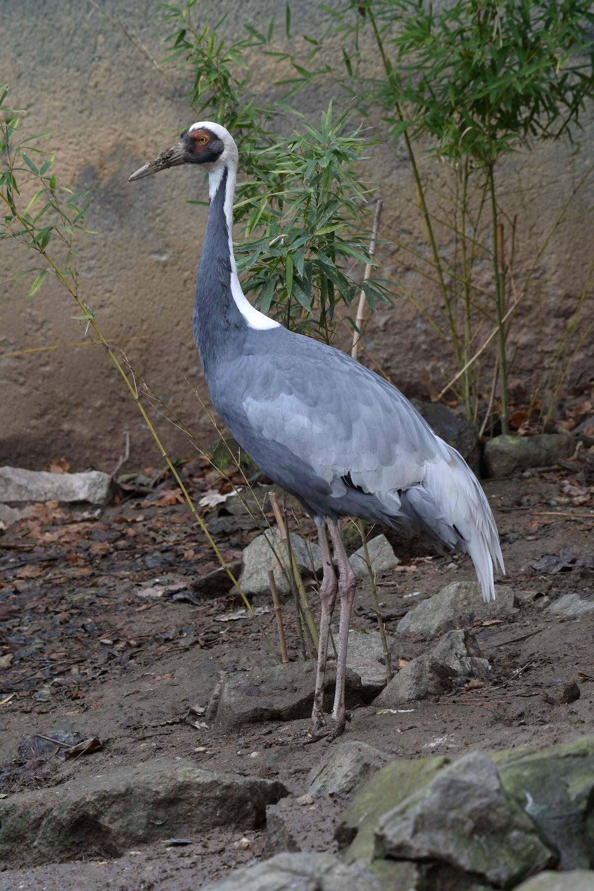 Prosíme občany o pomoc, ze Zoo Brno unikl dnes dopoledne asi metr vysoký čápu podobný šedobílý pták s červenou skvrnou na hlavě. Jedná se o jeřába daurského. Pokud ho uvidíte, v žádném případě se ho nesnažte chytat a neprodleně volejte na telefonní číslo 606 687 634. Děkujeme za pomoc.