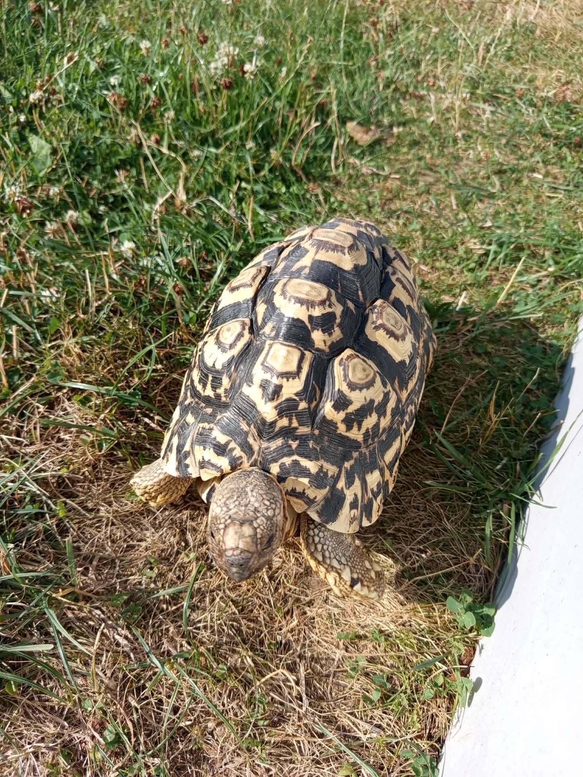Prosíme o pomoc při hledání zatoulané želvy "slyšící" na jméno Tryskáč. Je veliký 29 cm a váží 3 kg. Naposledy byl viděn, jak prchá na louku pod Drubežárnou. Pokud byste jej někdo zahlédl, prosím, odchyťte jej a zavolejte na tel. 724 303 327.