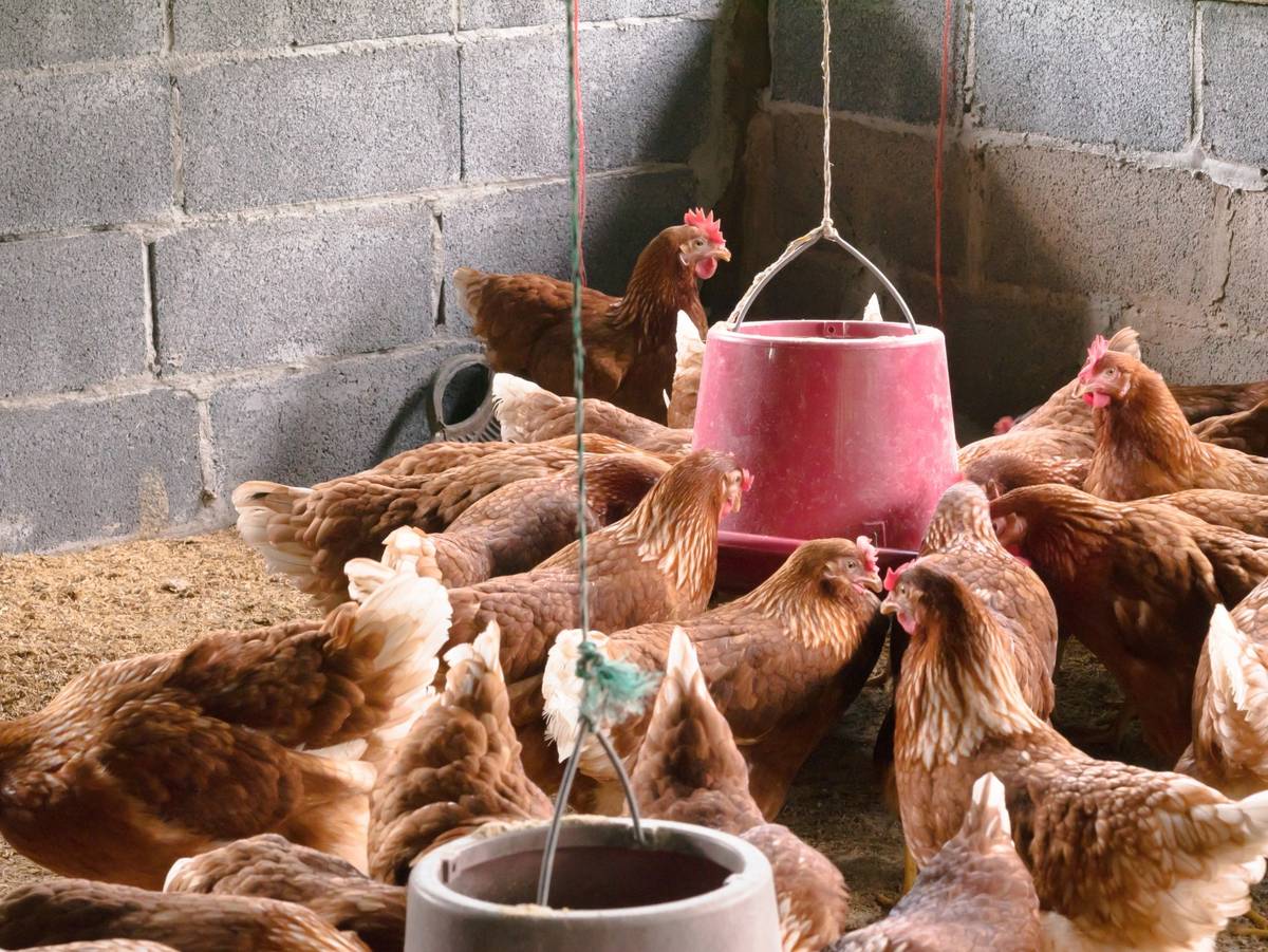 Státní veterinární správa potvrdila výskyt newcastleské choroby (pseudomoru drůbeže) v nekomerčním malochovu v Petřvaldě u Karviné. Nákaza byla laboratorně potvrzena po vyšetření vzorků odebraných z chovu, ve kterém se objevily příznaky onemocnění a úhyn drůbeže. Všechna zbývající zvířata v postiženém chovu byla utracena, aby se zabránilo dalšímu šíření nákazy. Krajská veterinární správa současně informuje, že vzhledem k charakteru případu nebylo kolem ohniska vyhlášeno ochranné ani dozorové pásmo. Přesto veterináři doporučují všem chovatelům drůbeže a dalších ptáků v okolí zvýšenou obezřetnost a důsledné dodržování pravidel biologické bezpečnosti. Doporučení pro chovatele V následujících 30 dnech se doporučuje:   držet drůbež pouze v oplocených nebo zastřešených výbězích   zabránit kontaktu chovaných ptáků s volně žijícím ptactvem   umístit krmivo i napájecí vodu pod střechu nebo do budov tak, aby nemohly být znečištěny trusem volně žijících ptáků   Pokud chovatelé zaznamenají zvýšené úhyny, změny zdravotního stavu nebo pokles snášky, měli by tuto skutečnost neprodleně oznámit Krajské veterinární správ pro Moravskoslezský kraj: 596781911, 720 995 203. Stejně tak je důležité hlásit i hromadné úhyny volně žijících ptáků. Newcastleská choroba, známá také jako pseudomor drůbeže, je vysoce nakažlivé virové onemocnění postihující především drůbež a některé další druhy ptáků, a není přenosná na člověka.       https://www.havirov-city.cz/aktuality/petrvalde-byla-potvrzena-newcastleska-choroba-drubeze-chovatele-meli-zvysit-preventivni-opatreni