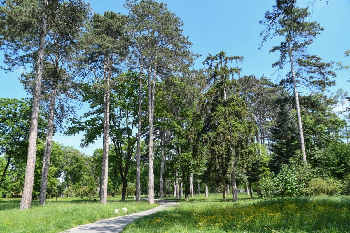 V dňoch od 20. - 21. júl 2026 bude v MESTSKOM PARKU, na ul. POD PÁROVCAMI, KLÁŠTORSKEJ, STANIČNEJ a TEPLICKEJ vykonaná I. aplikácia chemickej ochrany Pagaštanu konského proti škodcovi Ploskáčikovi pagaštanovému.