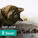 Proč kočkám nepatří do misky kravské mléko a proč si raději než s drahou hračkou vyhrají s papírovou krabicí?