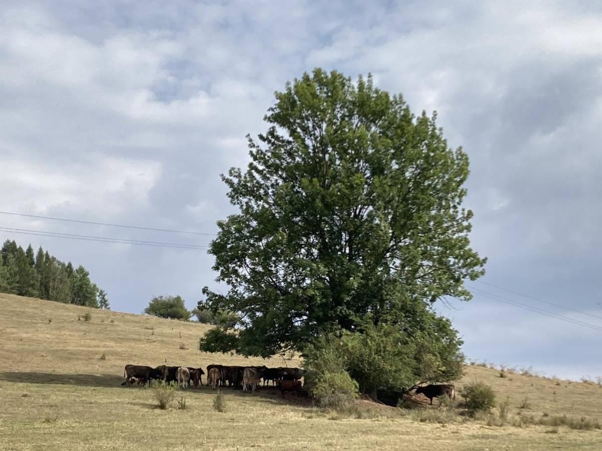 Lopejský jaseň z Podbrezovej sa dostal do finále tohtoročnej súťaže stromroka.sk ako jediný zástupca Horehronia. bližšie info: