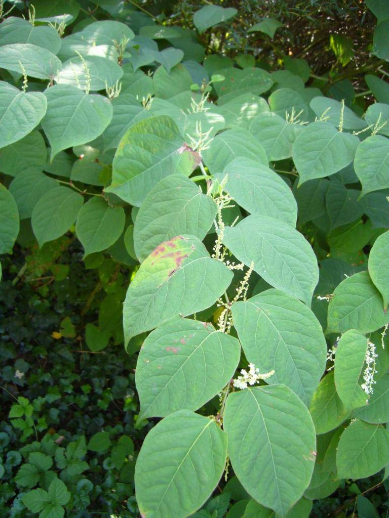 Obec Hrabušice upozorňuje občanov na výskyt pohánkovca japonského (Fallopia japonica), ktorý patrí medzi najnebezpečnejšie invázne nepôvodné druhy rastlín na Slovensku.