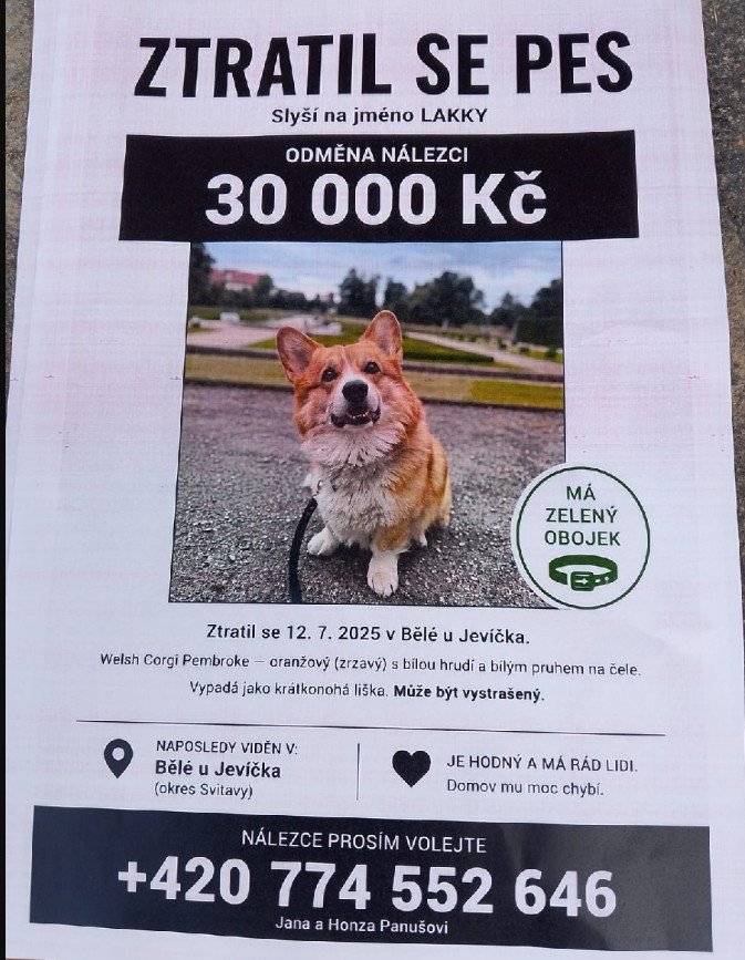 Manželům Panušovým se ztratil dne 12.7.2026 v Bělé u Jevíčka pes - rasa Welsh Corgi Pembroke - zrzavý s bílou hrudí a bílým pruhem na čele (vypadá jako krátkonohá liška). Naposledy byl viděn v blízkosti Ludíkova. Nálezce bude odměněn 30 000 Kč, volejte prosím na číslo: 774552646.